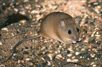 Rodent Control Melbourne