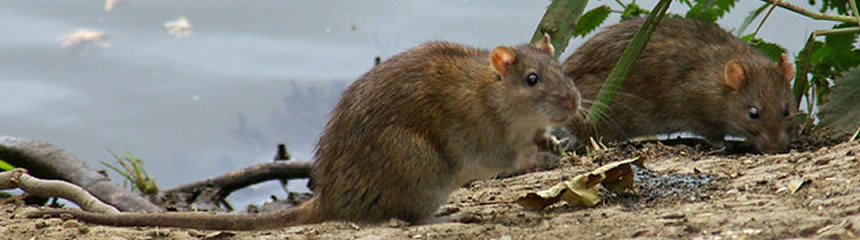 Rodent Control Melbourne