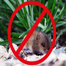 rodent control Melbourne