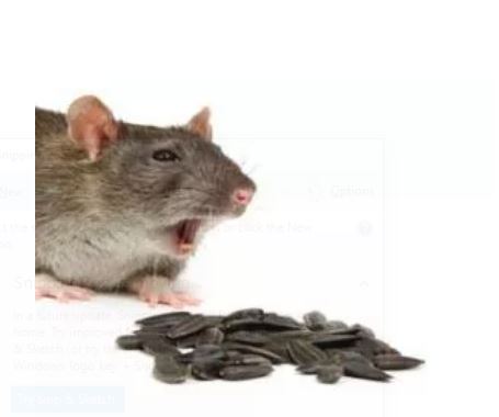 rat removal