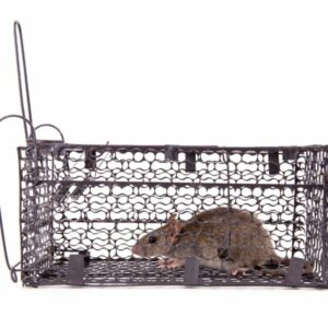rats trap