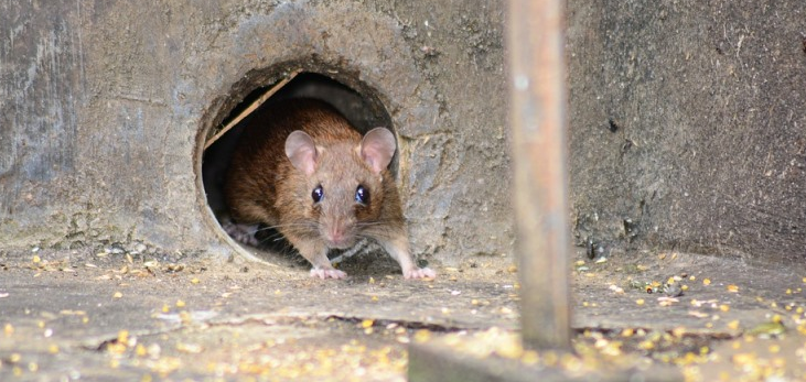 Rats Can Cause Structural Damage – Find Out!
