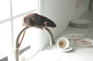 What Entices Rats To Your Home