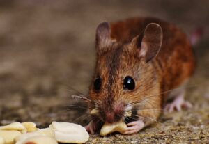 mouse, rodent, cute-1751016.jpg