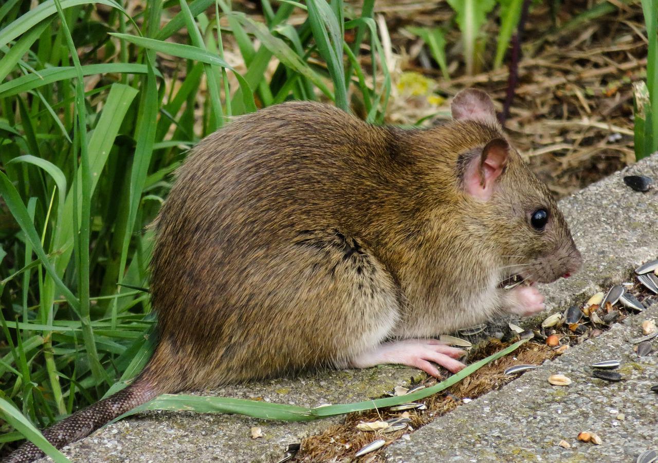 wildlife, rodent, rat-3552300.jpg