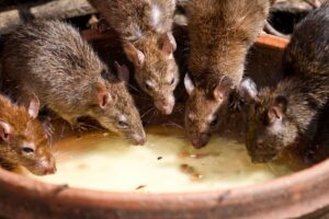 rodent control melbourne