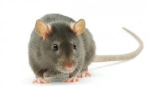 rat removal melbourne