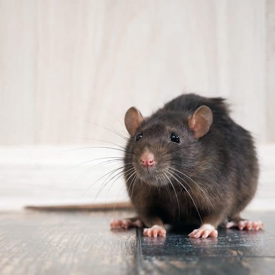 Rat Removal Melbourne